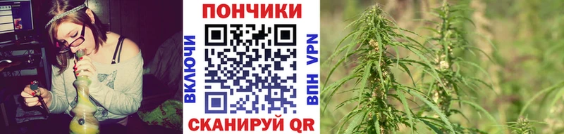 продажа наркотиков  Кашира  Бошки марихуана гибрид 